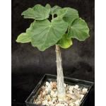Uncarina roeoesliana x grandidieri 5-inch pots
