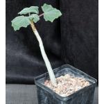 Uncarina roeoesliana x grandidieri 5-inch pots