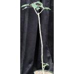 Uncarina grandidieri 8-inch pots