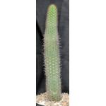 Weberbauerocereus weberbaueri 2-gallon pots