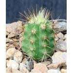 Weberbauerocereus weberbaueri 2-inch pots