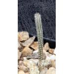 Wilcoxia striata 2-inch pots