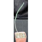 Wilcoxia leucantha var. albiflora 4-inch pots