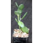 Xerosicyos danguyi 2-inch pots