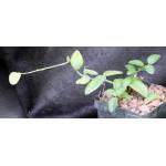 Xerosicyos perrieri 4-inch pots