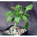 Xerosicyos pubescens 4-inch pots