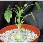 Xerosicyos pubescens 6-inch pots