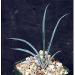 Yucca brevifolia 4-inch pots