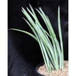 Yucca endlichiana 2-gallon pots