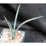 Yucca endlichiana 4-inch pots