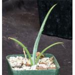 Yucca endlichiana 4-inch pots