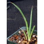 Yucca filifera 4-inch pots
