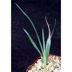 Yucca pallida 4-inch pots