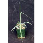 Yucca rigida 2-inch pots