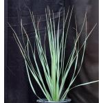Yucca rigida 5-gallon pots
