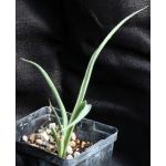 Yucca rostrata 5-inch pots