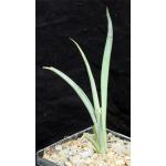 Yucca schidigera 5-inch pots