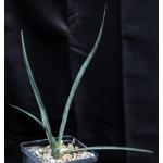 Yucca schidigera 5-inch pots