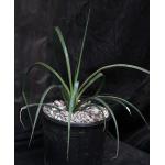 Yucca grandiflora 3-gallon pots