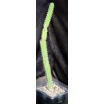 Yungasocereus inquisivensis 5-inch pots