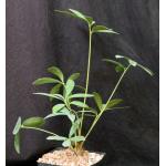 Zamia furfuracea one-gallon pots