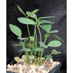 Zamia furfuracea 5-inch pots