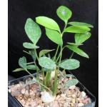 Zamia furfuracea 5-inch pots