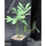 Zamia furfuracea one-gallon pots