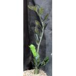 Zamioculcas zamiifolia cv Black Raven one-gallon pots