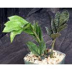 Zamioculcas zamiifolia cv Black Raven 5-inch pots