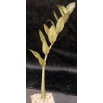 Zamioculcas zamiifolia cv Black Raven 4-inch pots