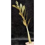 Zamioculcas zamiifolia cv Black Raven 5-inch pots