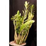 Zamioculcas zamiifolia (clone 1) 2-gallon pots