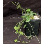 Zehneria pallidinervia 5-inch pots