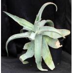 Aloe reynoldsii 2-gallon pots