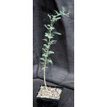 Acacia tortilis 5-inch pots