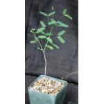 Acacia willardiana 4-inch pots