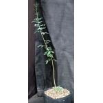 Acacia wrightii one-gallon pots