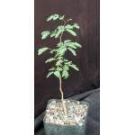 Acacia senegal 5-inch pots