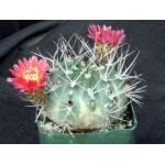 Acanthocalycium hoevenii 4-inch pots