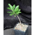 Adansonia digitata 5-inch pots