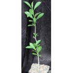 Adansonia digitata one-gallon pots