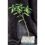 Adansonia madagascarensis one-gallon pots