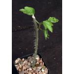Adenia aculeata (rooted cuttings) 2-inch pots