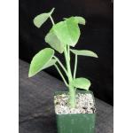 Adenia keramanthus 4-inch pots