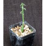 Adenia spinosa 2-inch pots