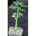 Adenia venenata 3-inch pots