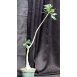Adenium cv 1049 x 819 8-inch pots