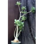 Adenium cv 1087 x 776 10-inch pots