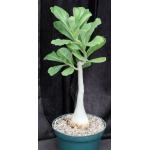 Adenium cv 1097 x 403 8-inch pots